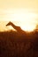 Giraffe silhouette in Masai Mara