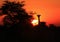 Giraffe Silhouette Sunset 2 - Africa !!!