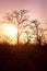 Giraffe Silhouette during sunset in africa