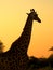 Giraffe silhouetted agaiinst the sunset