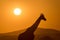 A giraffe silhouetted against a golden sunset sky