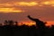 Giraffe silhouetted against a sunrise sky