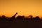Giraffe silhouetted against sunset sky