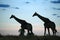 Giraffe silhouettes