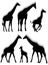 Giraffe silhouettes