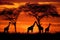 giraffe silhouettes grazing in the sunset savannah