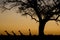 Giraffe silhouettes at sunset. Etosha National Par