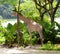 Giraffe in Singapore Zoo