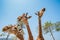 Giraffe in Singha-park zoo