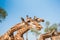 Giraffe in Singha-park zoo