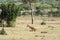 Giraffe sitting down in the Masaai Mara Reserve, Kenya Africa