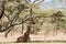 Giraffe sitting down Ngorongoro Conservation Area NCA World Herit