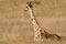 Giraffe Sitting Down In Savanna