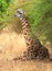 Giraffe sitting on the grass while resting under a bush, south kuangwa, zambia