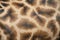 Giraffe skin