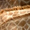 Giraffe skin