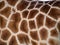 Giraffe skin