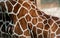 Giraffe skin