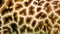 Giraffe skin