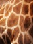 Giraffe skin