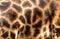 Giraffe skin