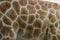 giraffe skin for background