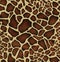 Giraffe skin pattern