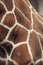 Giraffe skin pattern, shape, texture.