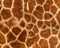 Giraffe skin pattern texture repeating monochrome Texture animal prints background