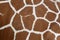 Giraffe skin texture