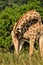 Giraffe sniffs her right hind leg in front of some trees