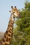 Giraffe South Africa