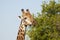 Giraffe South Africa