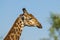 Giraffe South Africa