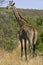 Giraffe in South Africa