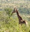 Giraffe in South Africa