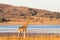 Giraffe from South Africa, Pilanesberg National Park. Africa