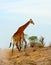 Giraffe in South Africa`s Kruger National Park