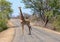 Giraffe in South Africa`s Kruger National Park