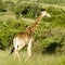 Giraffe South Afrika Eastern Cape