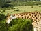 Giraffe South Afrika Eastern Cape