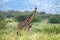 Giraffe standing amongst acacia bushes