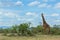 Giraffe standing with blue sky South Africa