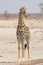 Giraffe standing in the desert, looking right