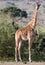 Giraffe standing in front of acacia trees