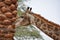 Giraffe standing in front of a palm tree with an intricately patterned trunk