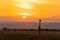 A giraffe standing in front of the sunset in the Masai Mara