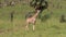 A Giraffe Standing on a Grass Plain