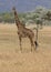 Giraffe standing and looking in Serengeti savanna