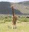 Giraffe Standing in the Massai Mara